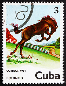 马年邮票驯化的古巴大约198年一张印在古巴的邮票显示马EquusFerusCaballus大约年陈美国背景