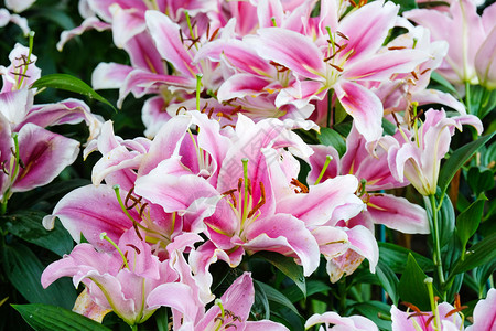 鲜花自然背景春季的花朵粉李户外优雅的白色图片