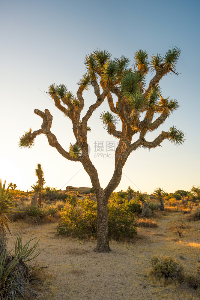 景观国民约书亚树家公园莫哈韦沙漠加利福尼亚联合的图片