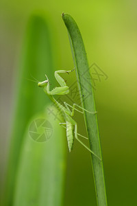 荒野宗教曼托迪亚Mantodea在绿叶上高清图片
