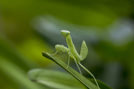 螳螂目泰国捕食者Mantodea在绿叶上图片
