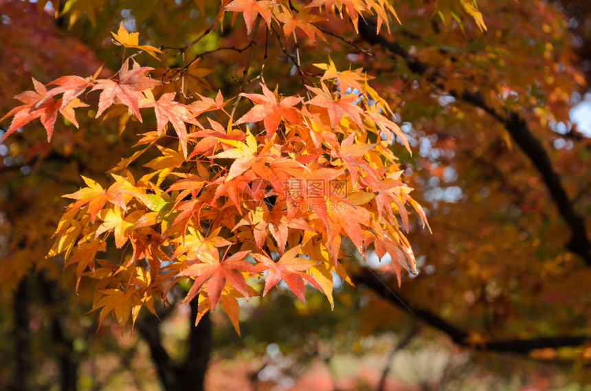 日本青树的棕色秋花叶丰富多彩的新鲜红叶图片