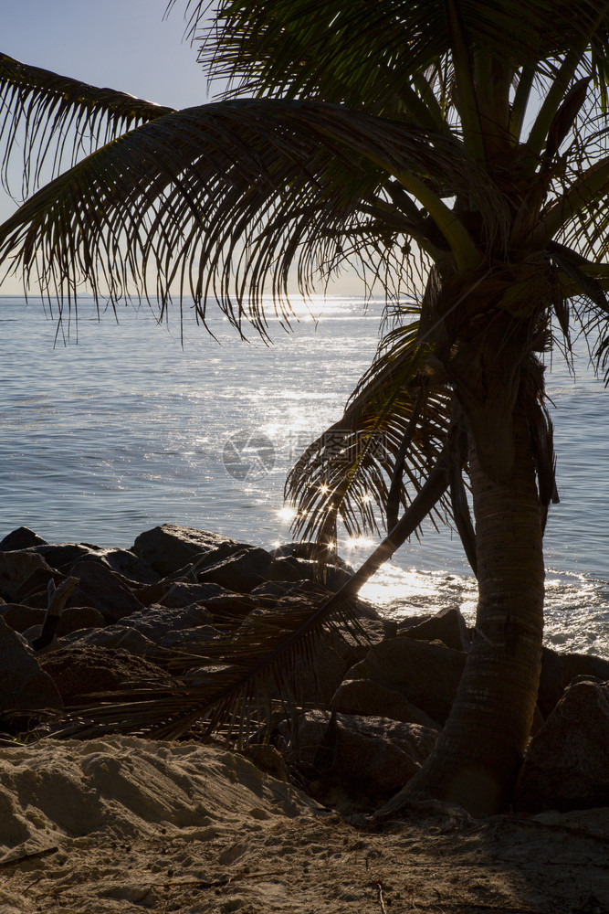 黄昏时在棕榈树的阴影下在海边闪烁如画迷人的光图片