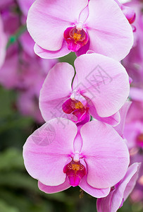 异国情调颜色冷静的紫蝴蝶兰花背景图片