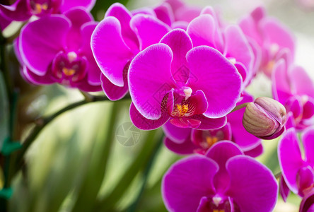 花束盛开充满活力粉红色的蝴蝶兰花图片
