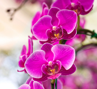 明亮的花园新鲜粉红色蝴蝶兰花图片