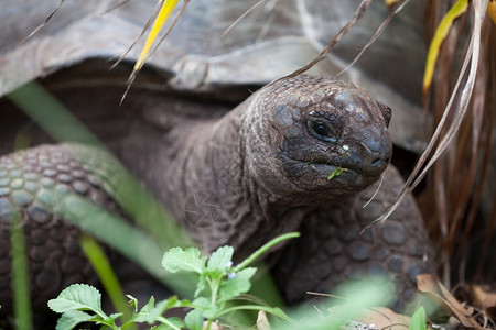 一个大海龟在草之间皮肤老的动物学图片