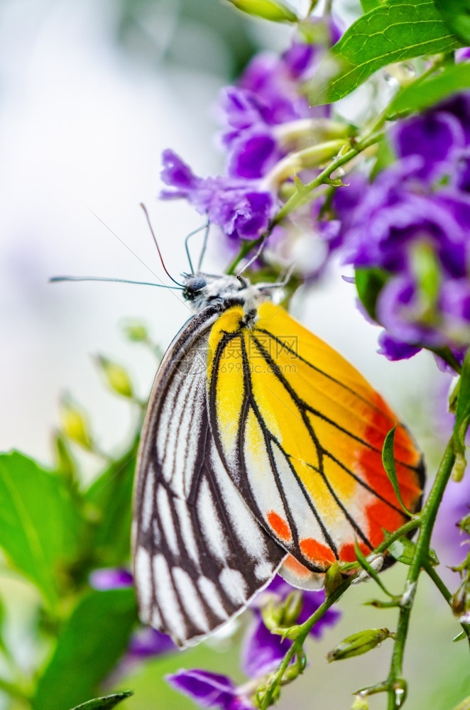 彩色蝴蝶白黄和橙黑条纹它正在寻找金露花紫的蜜在金露上的朵黑色迪利亚斯细节图片