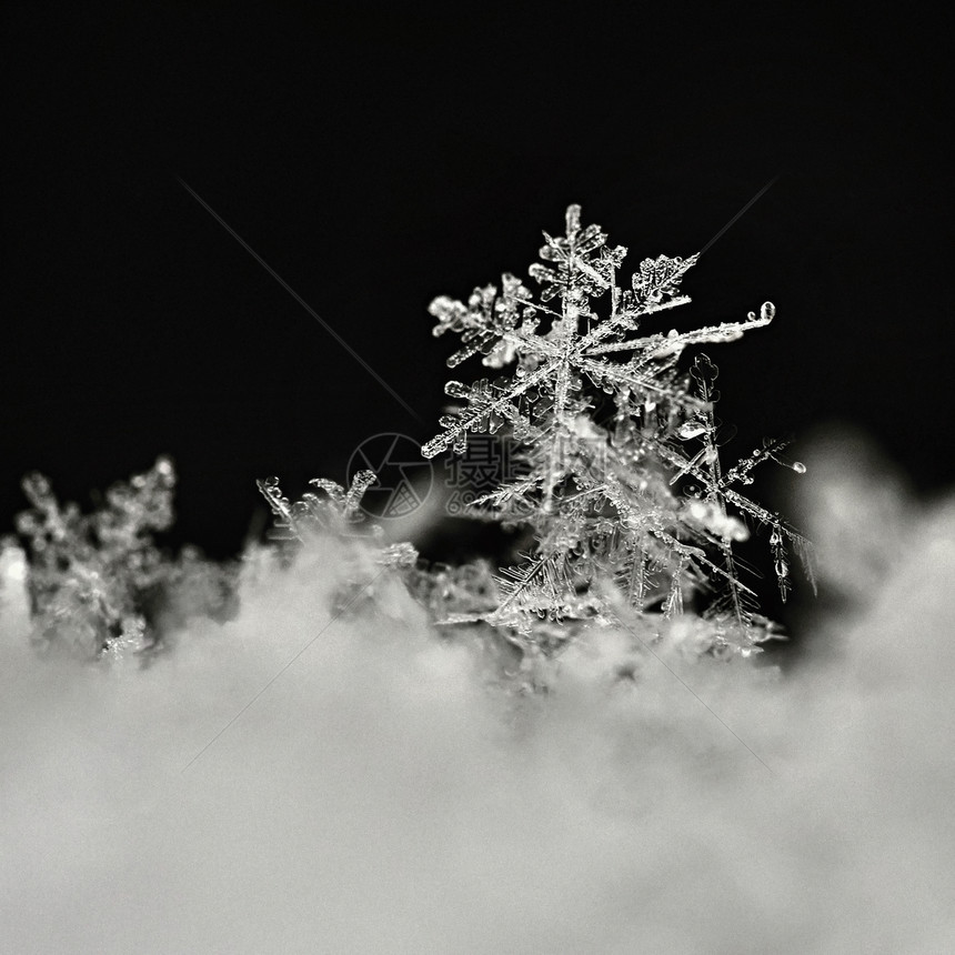 真实的抽象征雪花宏观照片真正的雪晶美丽冬天背景季节自然和冬天的气图片