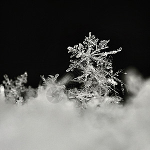 真实的抽象征雪花宏观照片真正的雪晶美丽冬天背景季节自然和冬天的气图片