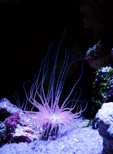 潜水深的海洋浅紫色和粉红光照的海葵美丽水下生动物植图片