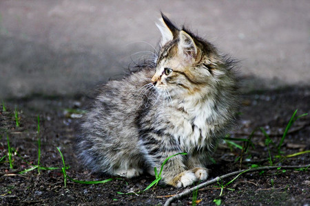 坐在绿草地上的小灰猫躺在绿色草地上野猫们褶边摄影驯服图片