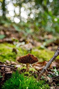 落下在森林中坠的蘑菇草牛肝菌图片