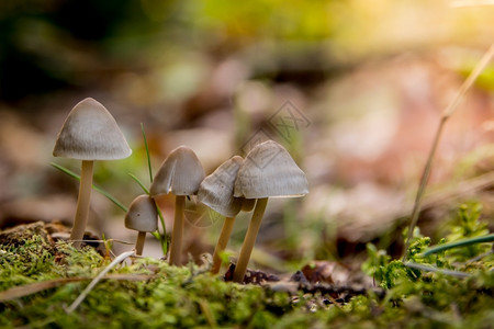森林里生长的蘑菇图片