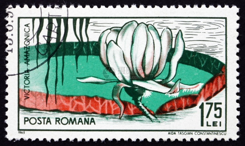 古董用过的RomaniaCIRCA1965罗马尼亚印刷的章显示维多利亚马逊花粉厂1965年circa邮资图片