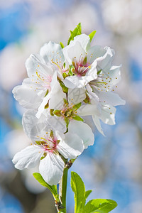 花的在天空背景苹果树上美丽的开花枝子园艺图片