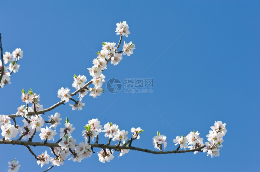 新鲜的在天空背景苹果树上美丽的开花枝子生长的图片