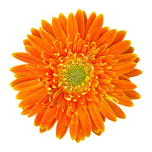 美丽的单身开花白上孤立橙色Gerbera花朵有剪切路径图片