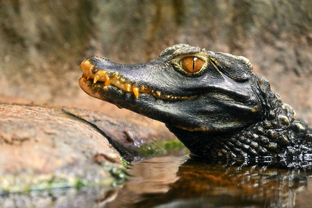 猎人水中年轻caiman的美丽近身肖像亚卡雷鳄鱼图片