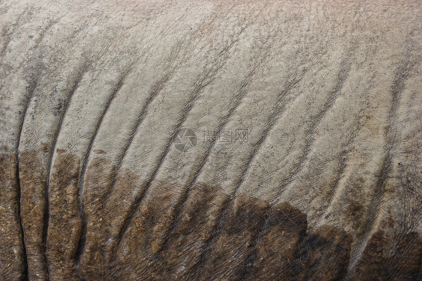 美丽裂开的野犀牛皮肤表面质地背景艺术图片