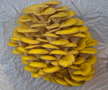 黄色垂直种植可食用蘑菇夏天黄色的牛肝菌图片