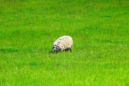 动物农场牧羊在草原上放羊在绿草地上放牧哺乳动物图片
