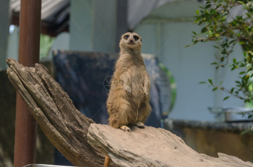 卡拉哈里直立手表MeerKat站立木材图片