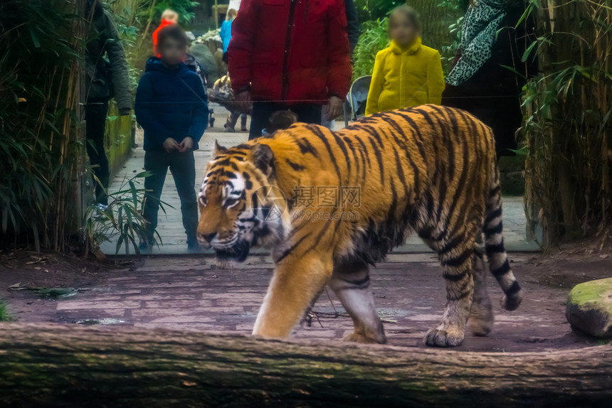 人们孩子和他的父母一起看着个正在走过的西伯里虎在动物园旅游客人商业图片