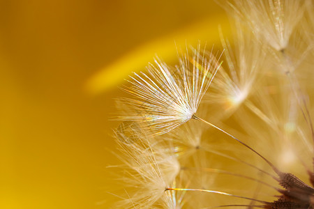 Dandelion种子近距离接的复制空间亮黄色音彩虹波束详细宏观照片摘要巨型图像蓬松的壮观冷静背景图片