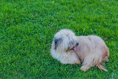 我狗想让你玩站立冠军流浪狗坐在草坪上我只有感觉舌头背景