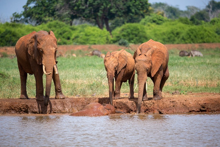 哺乳动物乔贝大象一家从水坑喝大象一家从坑喝景观图片