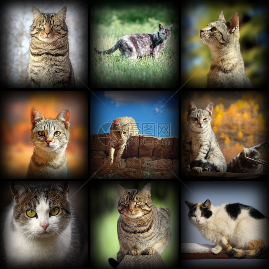 虎斑猫户外收集的图象九张不同宠物的照片和加插Vignette收藏图片