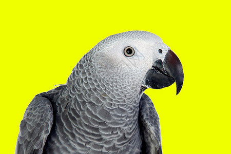 模仿翅膀灰色的白背景前灰鹦鹉图片