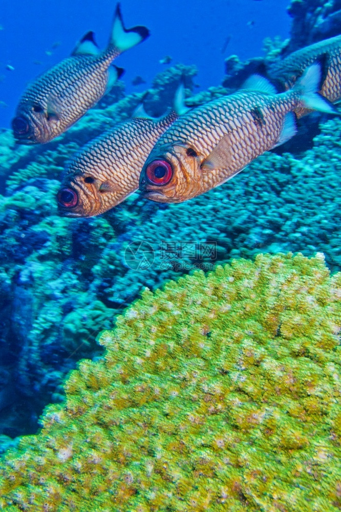 自然冷静的鳍北阿里环礁马尔代夫印度洋亚洲阿尔韦托卡雷拉AlbertaCarrera图片