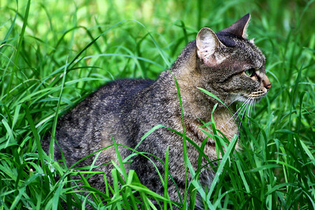 庇护所一只大灰猫坐在厚的绿草地上捕食者俏皮图片