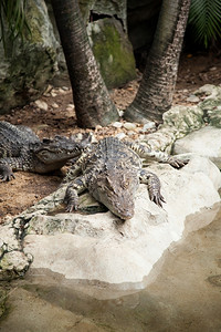 动物园地区鳄鱼野生动物在陆地和水中生活荒野隐藏齿图片