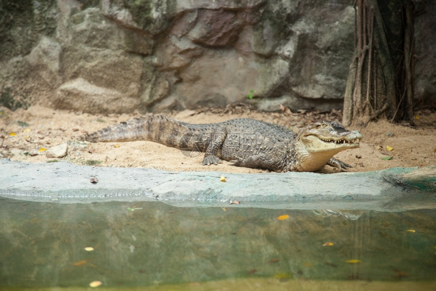 动物园地区鳄鱼野生动物在陆地和水中生活淡皮革图片