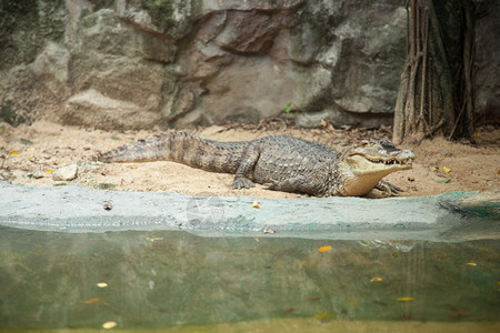 动物园地区鳄鱼野生动物在陆地和水中生活淡皮革图片