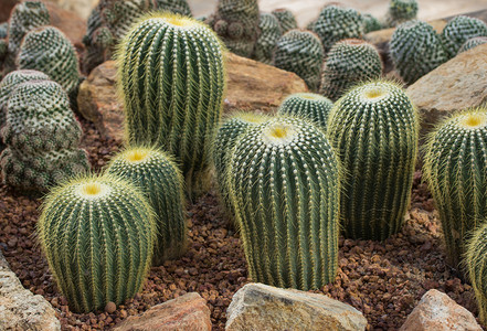 结石环境多刺的花园中仙人掌植物装饰图片