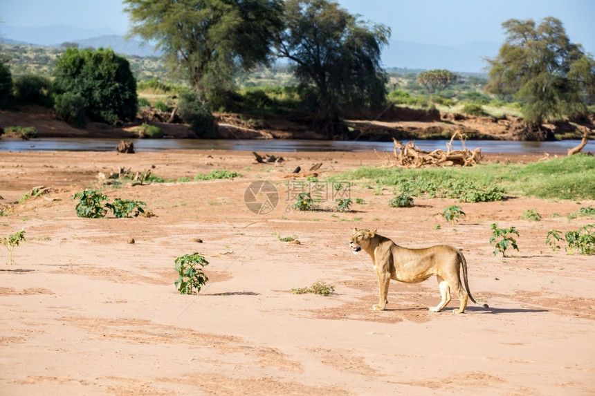 一种自豪公园狮子沿着河岸走有些狮子沿着河岸走图片