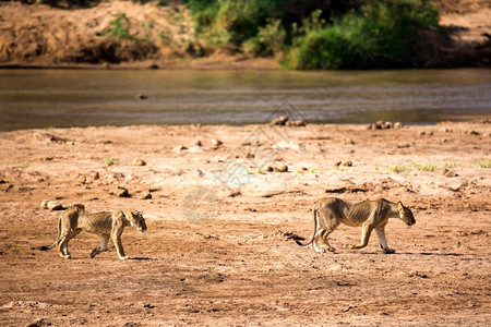 狮子沿着河岸走有些狮子沿着河岸走非洲人国民步行图片
