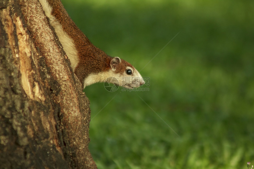 松鼠爬上树野生动物头发图片