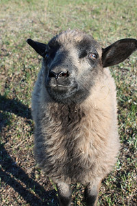 母羊专心绵问一些事情并专注地看着绿草喇叭图片