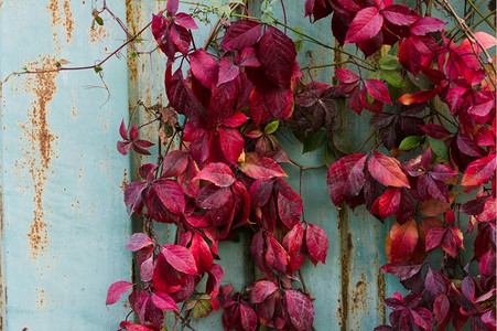 红色的华丽藤蔓本底墙壁上野葡萄的红叶图片