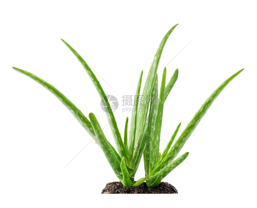 草本植物Aloevera植物与白底土壤隔离龙舌兰多汁图片