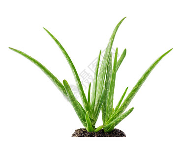 草本植物Aloevera植物与白底土壤隔离龙舌兰多汁图片