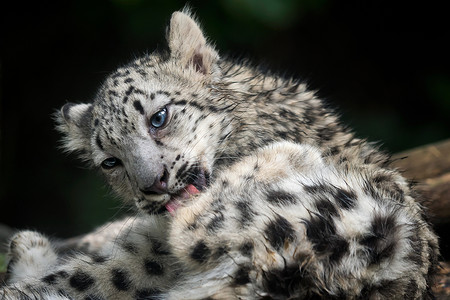 小雪豹粉红青雪舔它的毛猫科动物亚洲力量图片