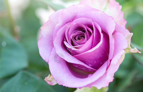新鲜浪漫的绿色紧贴紫玫瑰花图片