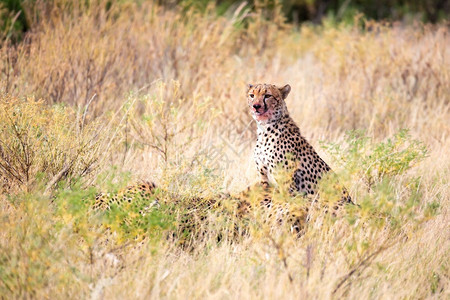 肯尼亚打猎豹在草地中央吃食一只猎豹在草地中间吃食非洲图片