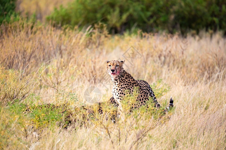 汤姆逊捕食者猎人豹在草地中央吃食一只猎豹在草地中间吃食图片